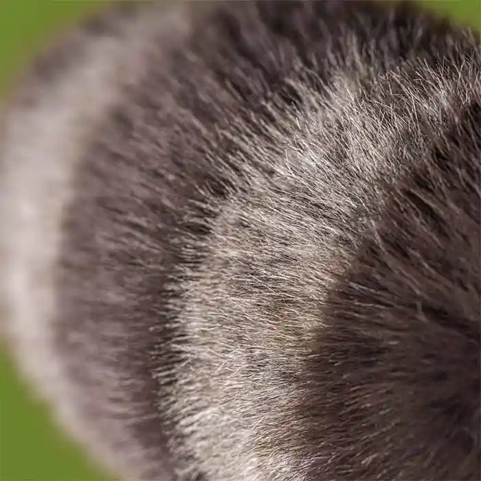 Jellycat Amuseables Trixiwoo Raccoon