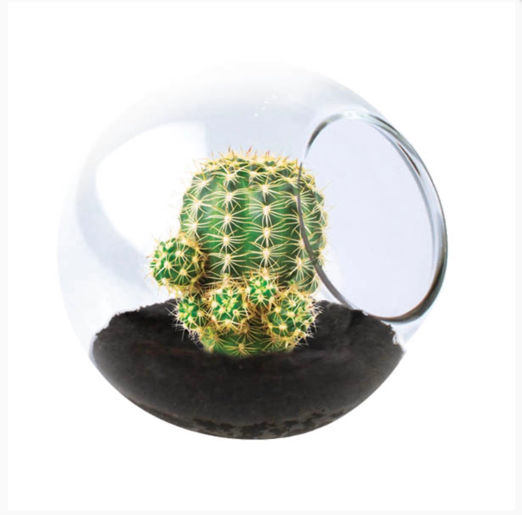Tiny Terrarium Kit
