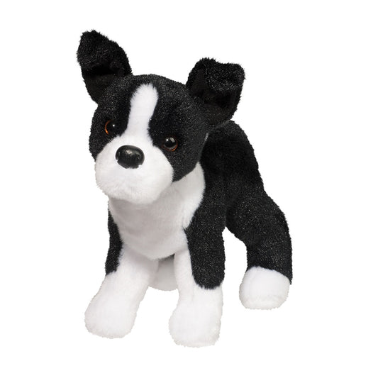 Douglas Quincy Boston Terrier